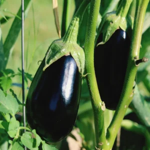 Eggplants