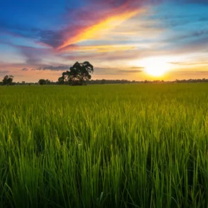 Maize (Hybrid and Open-Pollinated Varieties)