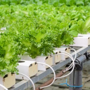 Hydroponics Supplies
