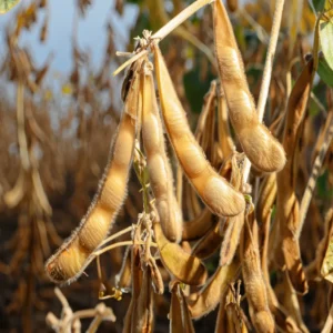 Soybeans