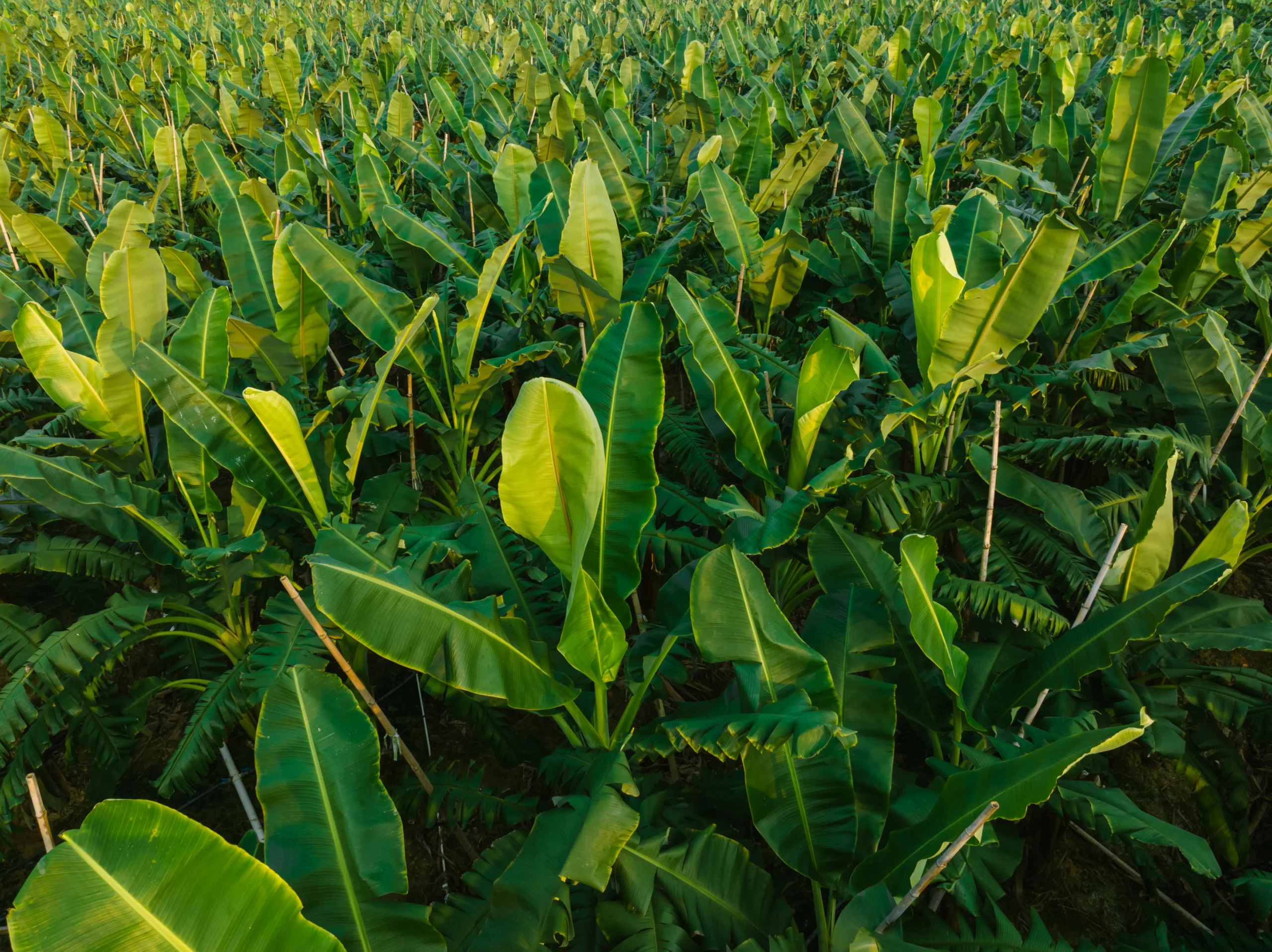 banana-plantation-agriculture-services