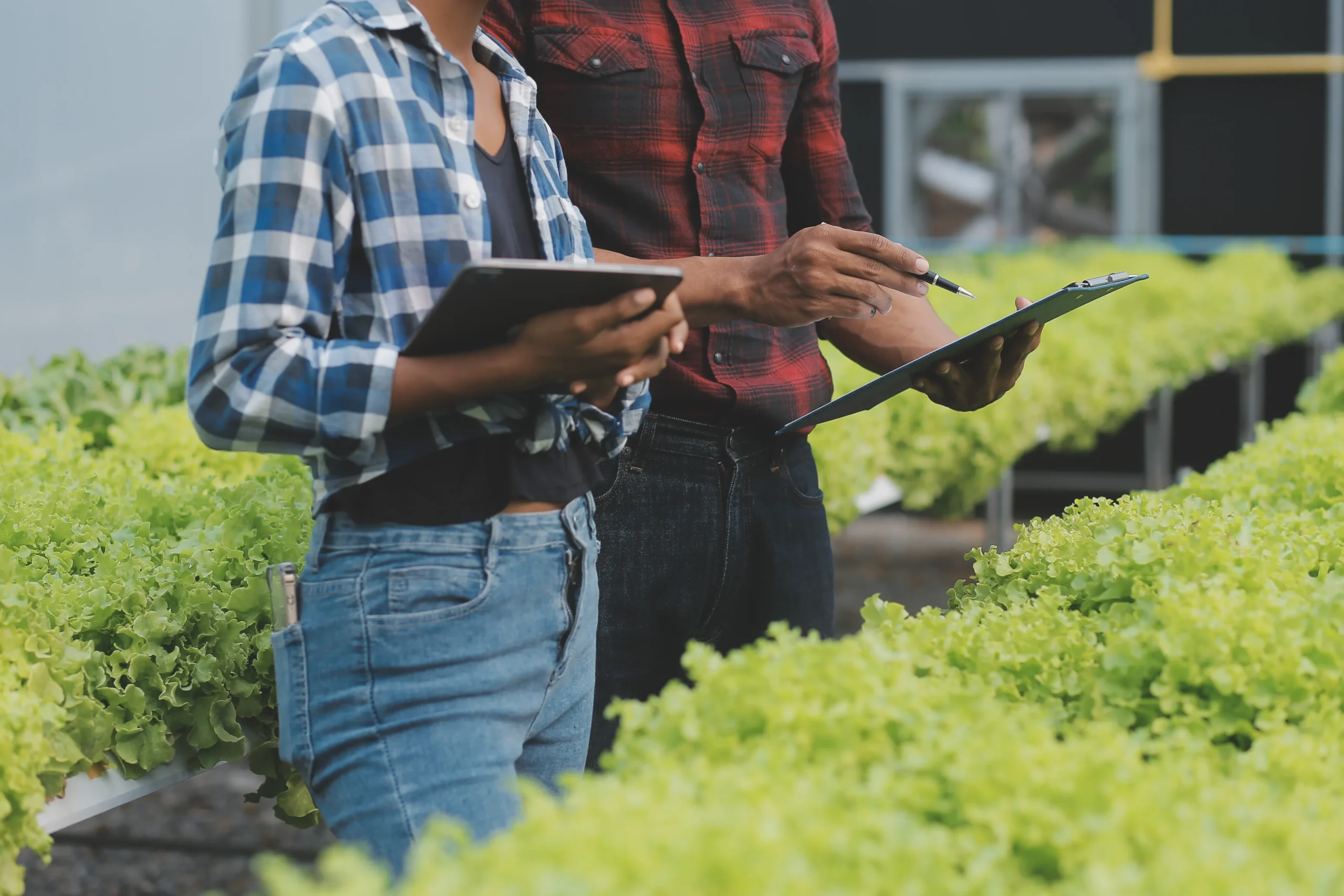 agriculture-inspection-lettuce-farm
