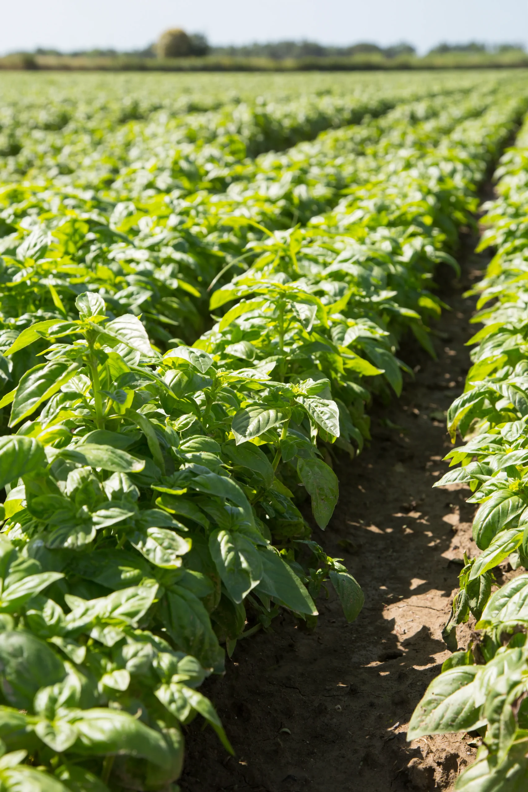 basil-crop-agriculture-services