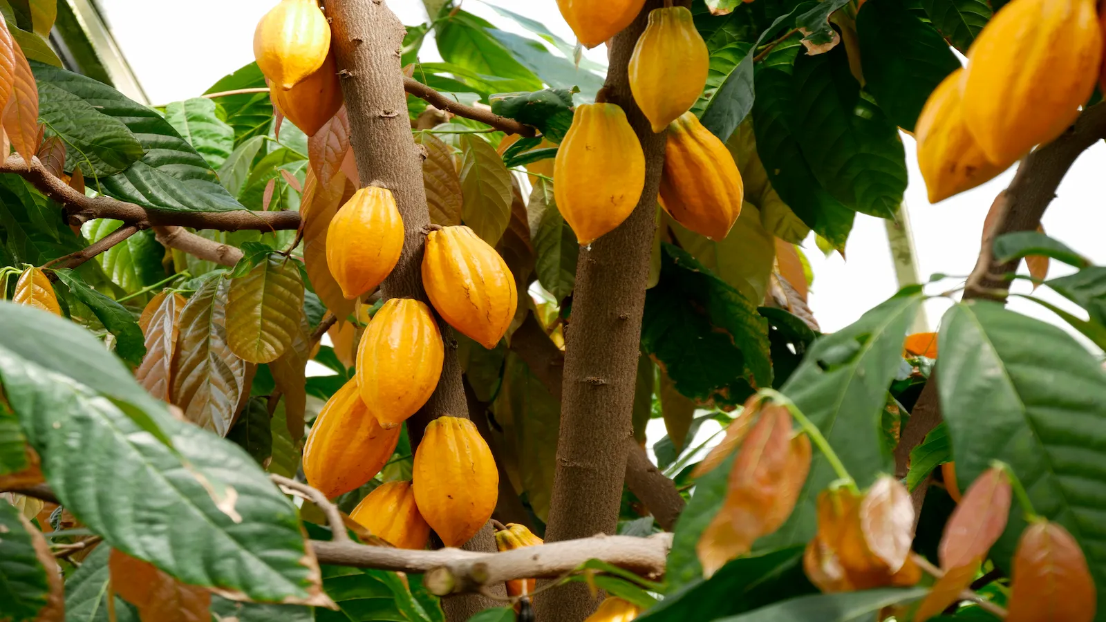cacao-tree-agriculture-services