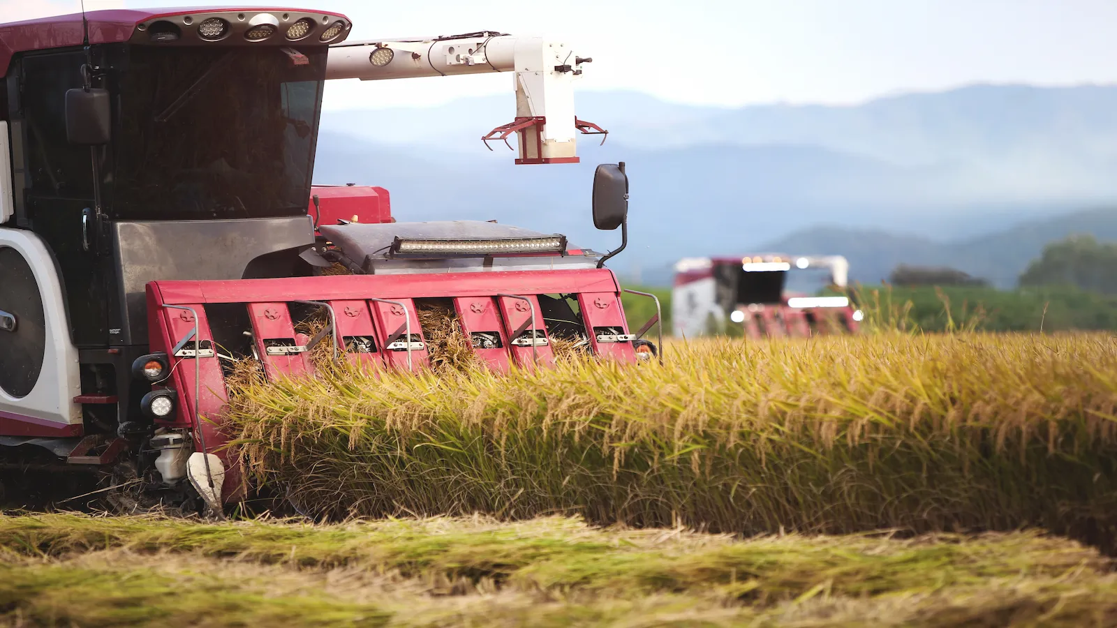 combine-is-harvesting-ripe-rice-grains-fall-rice-fields