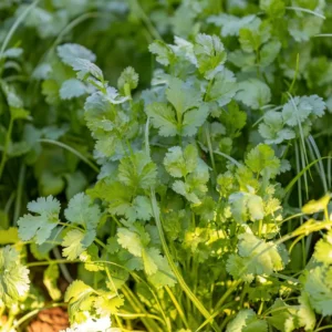 Coriander