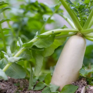 Chinese Radish