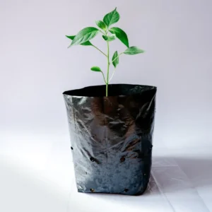 plant-in-polybag