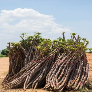 Cuttings and Seedlings