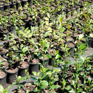 Other Seedlings (enquire)